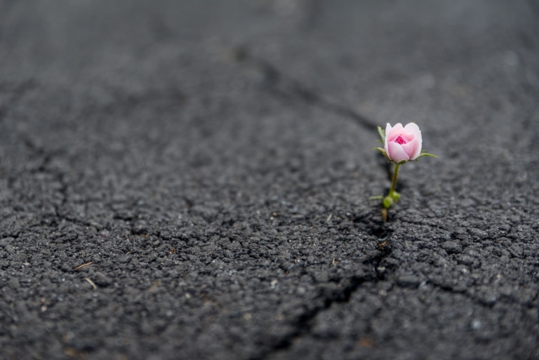 A flower blooming through asphalt.
